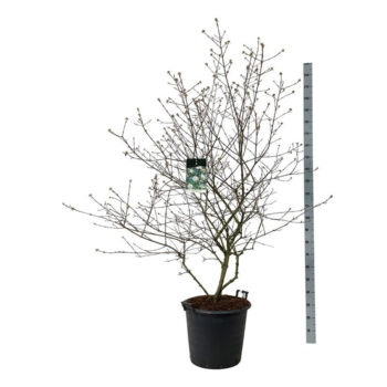 Viburnum burkwoodii