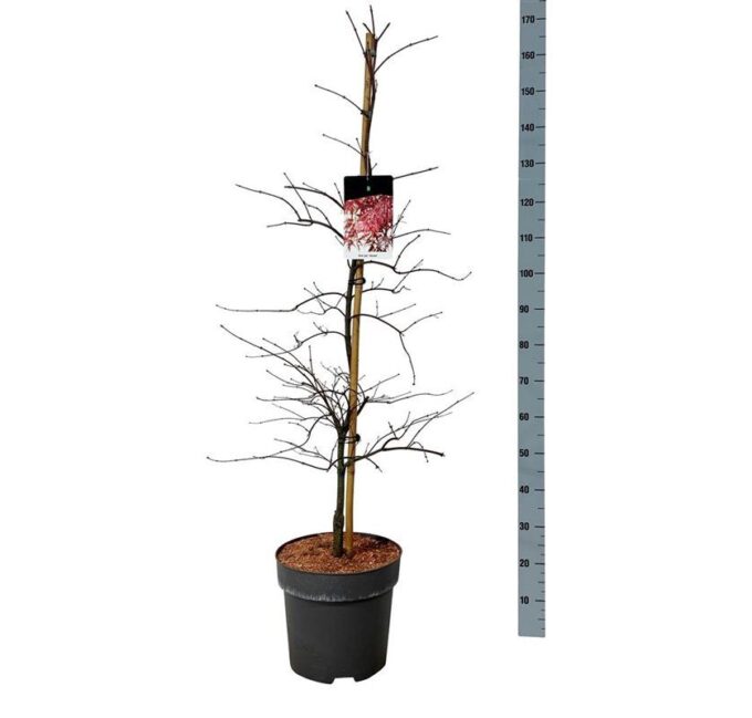 Acer pal. 'Garnet'