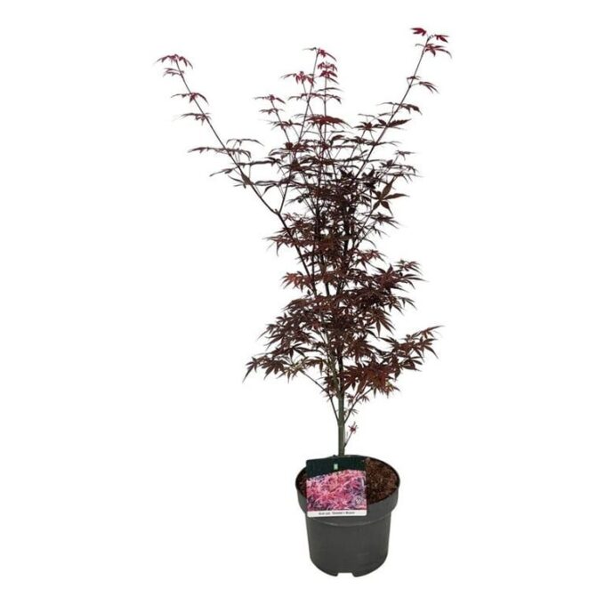 Acer pal. 'Skeeter's Broom'