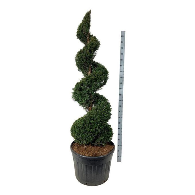 Taxus baccata