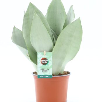 Sansevieria Moonshine