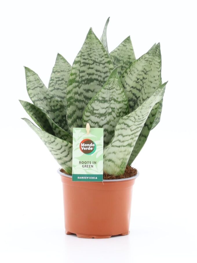 Sansevieria Black Coral