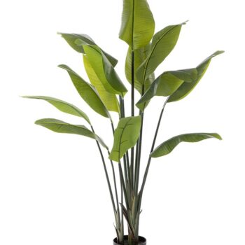 Strelitzia traveller palm
