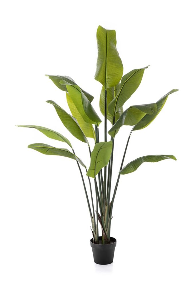 Strelitzia traveller palm