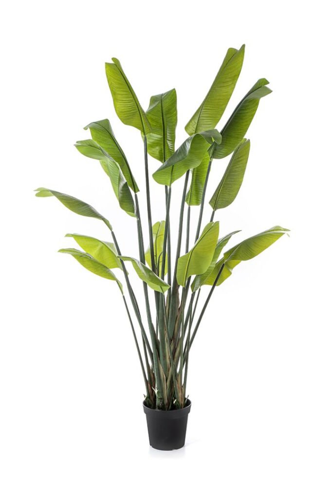 Strelitzia traveller palm