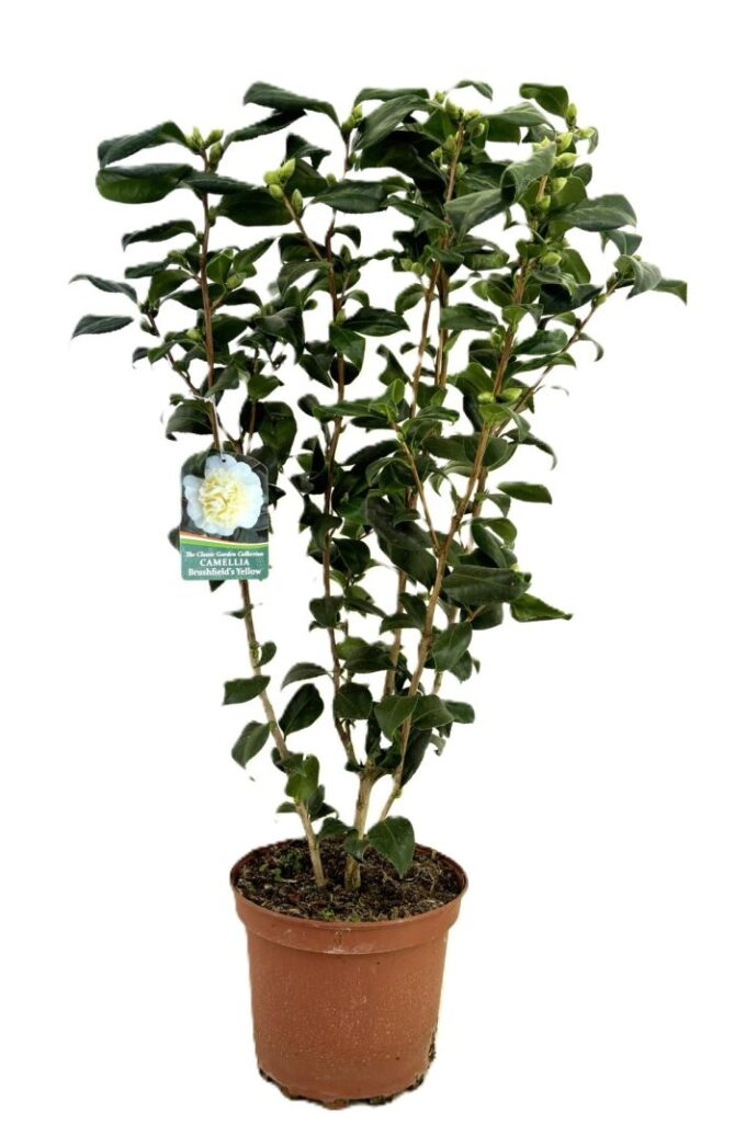 Camellia japonica