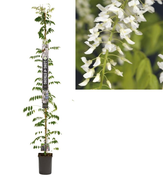 Wisteria floribunda 'Alba'