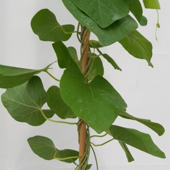 Aristolochia macrophylla