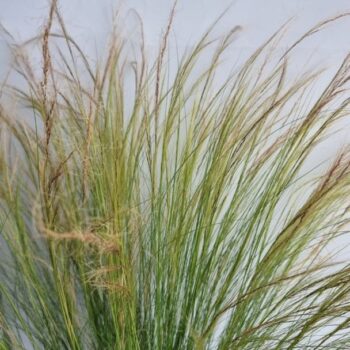 Stipa tenuissima 'Ponytails'