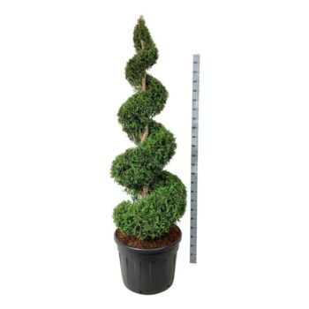 Thuja occ. 'Brabant'