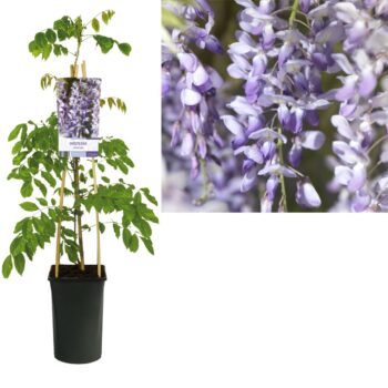 Wisteria sinensis