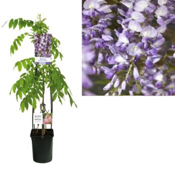 Wisteria sinensis