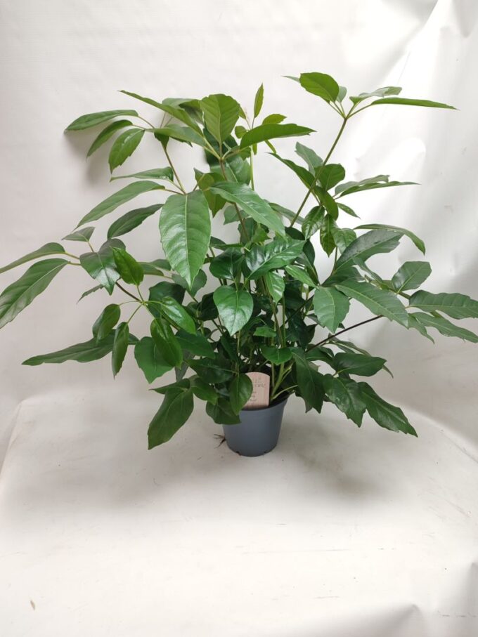 Schefflera Actinophylla