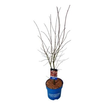 Acer North Wind ®