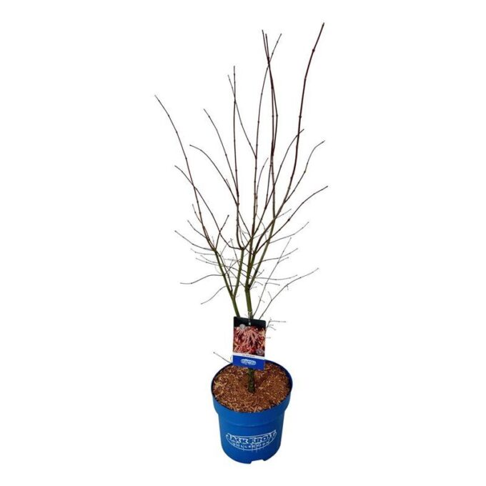 Acer North Wind ®