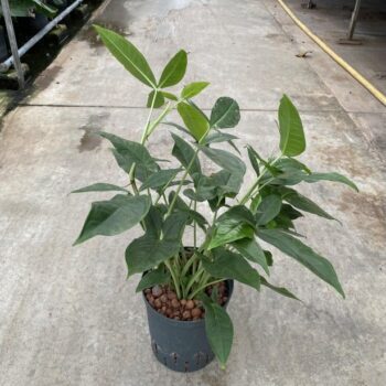 Syngonium Trileaf Wonder