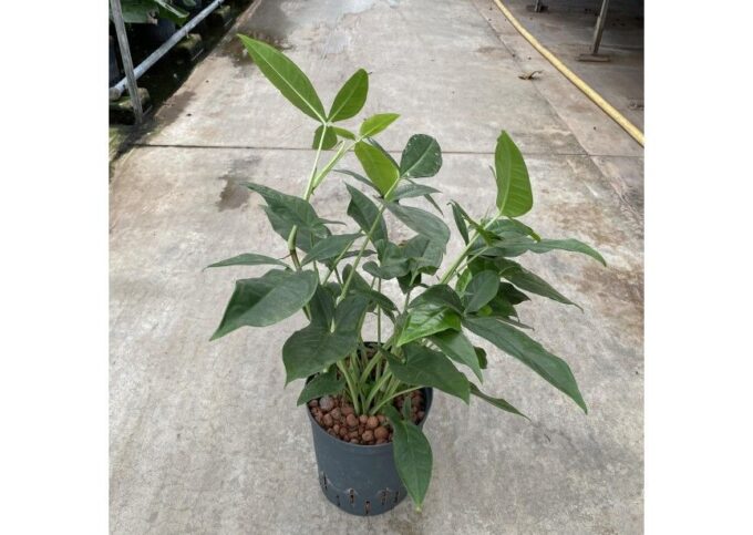 Syngonium Trileaf Wonder