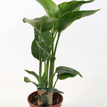 Strelitzia nicolai 15 cm 2 pp