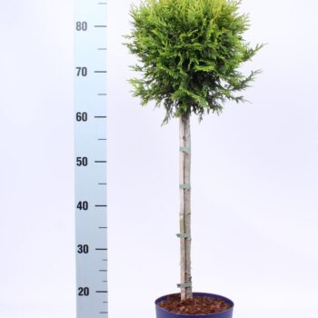 Thuja occ. 'Brabant'
