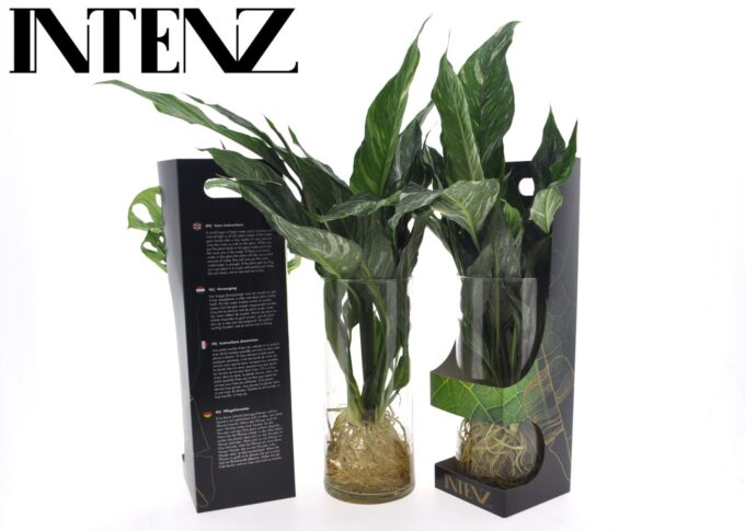 Spathiphyllum Diamond in Cylinder glass - delivery time: 24 hours