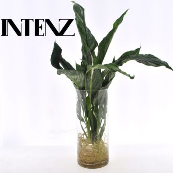 Spathiphyllum Diamond in Cylinder glas - levertijd: 24 uur
