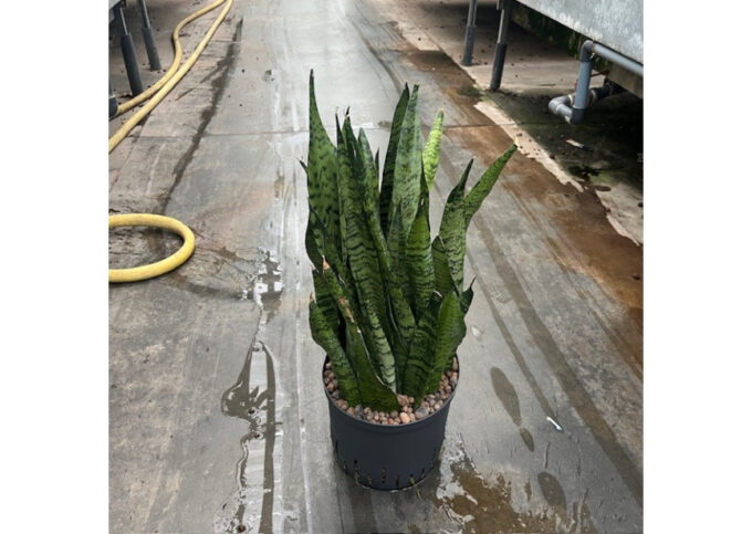 Sansevieria zeylanica 22/19 h65