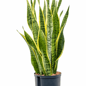 Sansevieria trifasciata 'Laurentii' Tuft