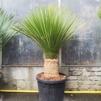 Yucca Rostrata