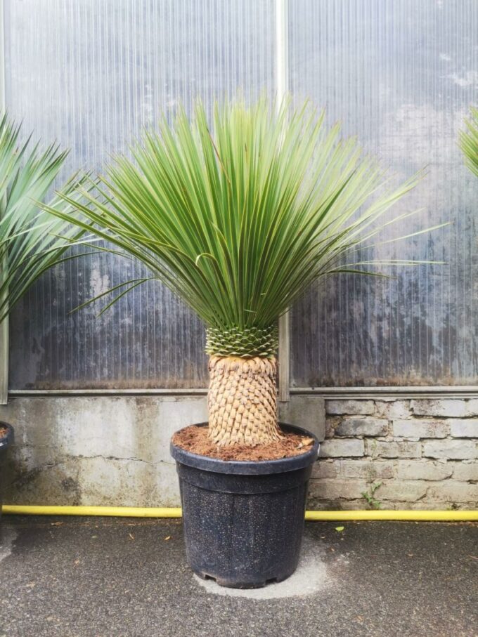Yucca Rostrata