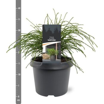 Thuja plicata 'Whipcord'