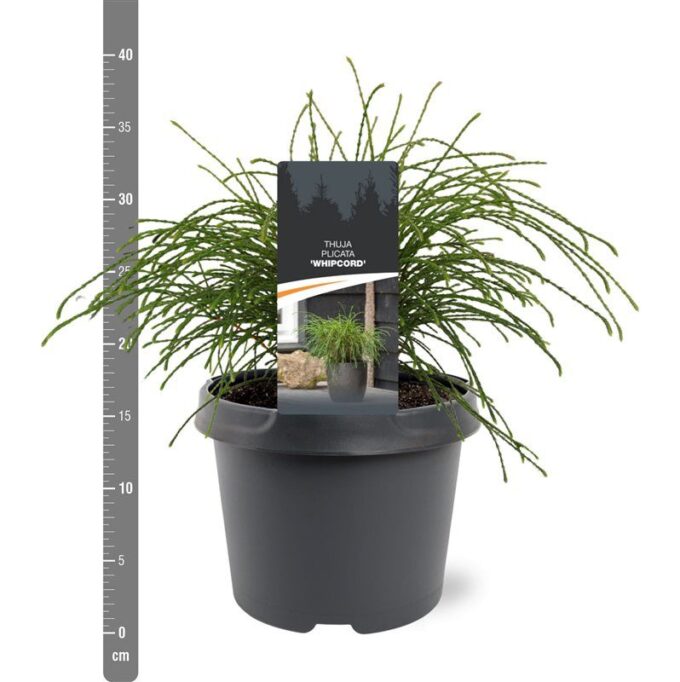 Thuja plicata 'Whipcord'