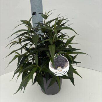 Strobilanthes anisop. Brunetthy