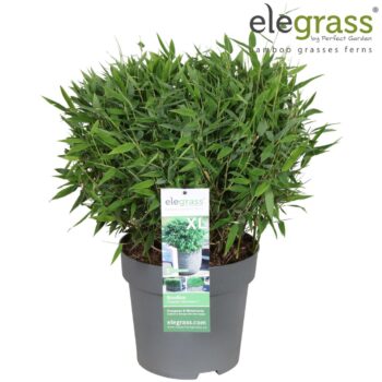 Fargesia 'Moontears'® Boobux