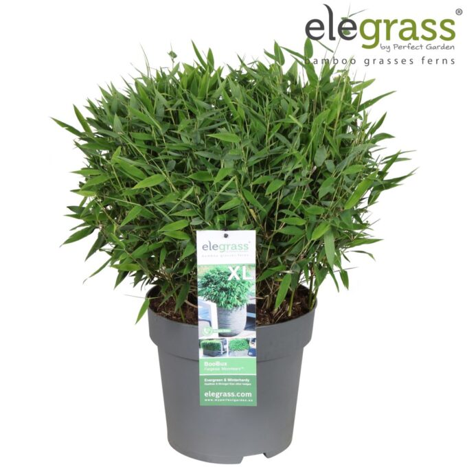 Fargesia 'Moontears'® Boobux