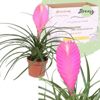 Tillandsia Vincent