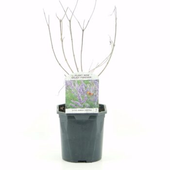 Vitex agn. castus
