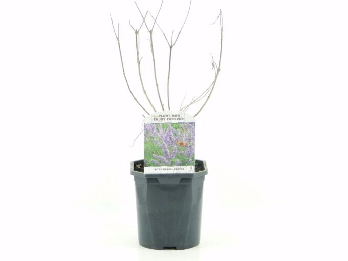 Vitex agn. castus