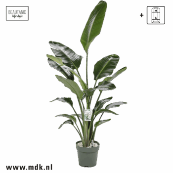 Strelitzia Nicolai