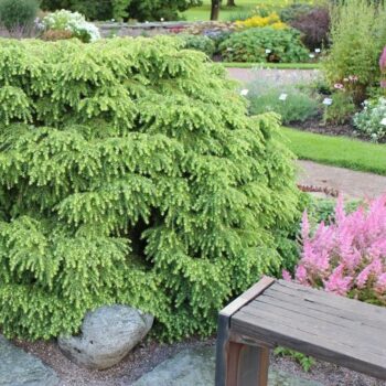 Tsuga canadensis 'Jeddeloh'