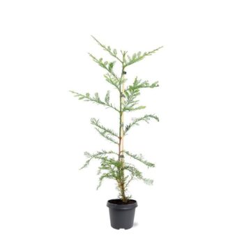 Sequoia sempervirens