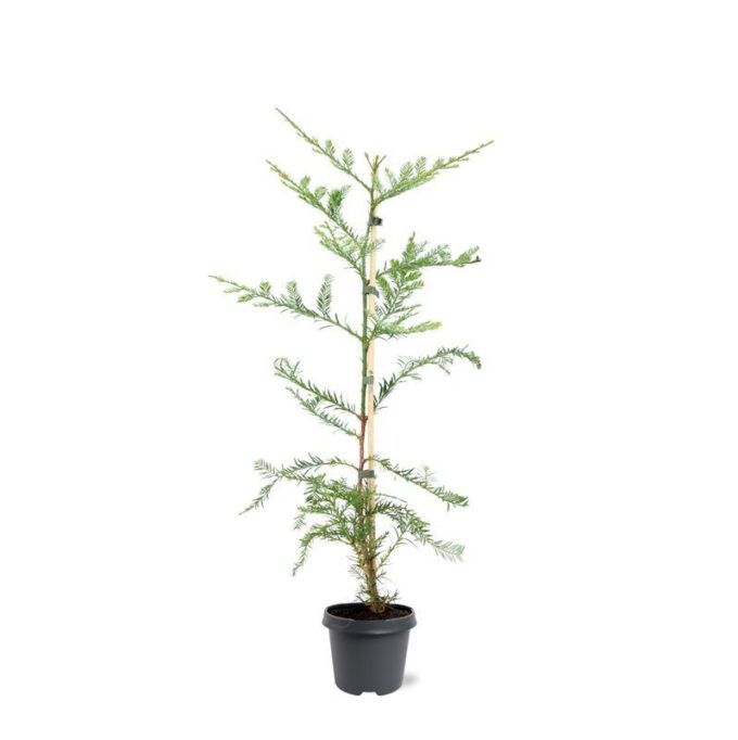 Sequoia sempervirens