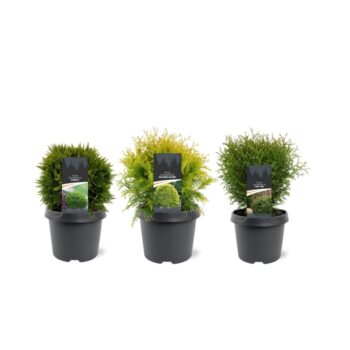 Thuja occidentalis mix bolvormig