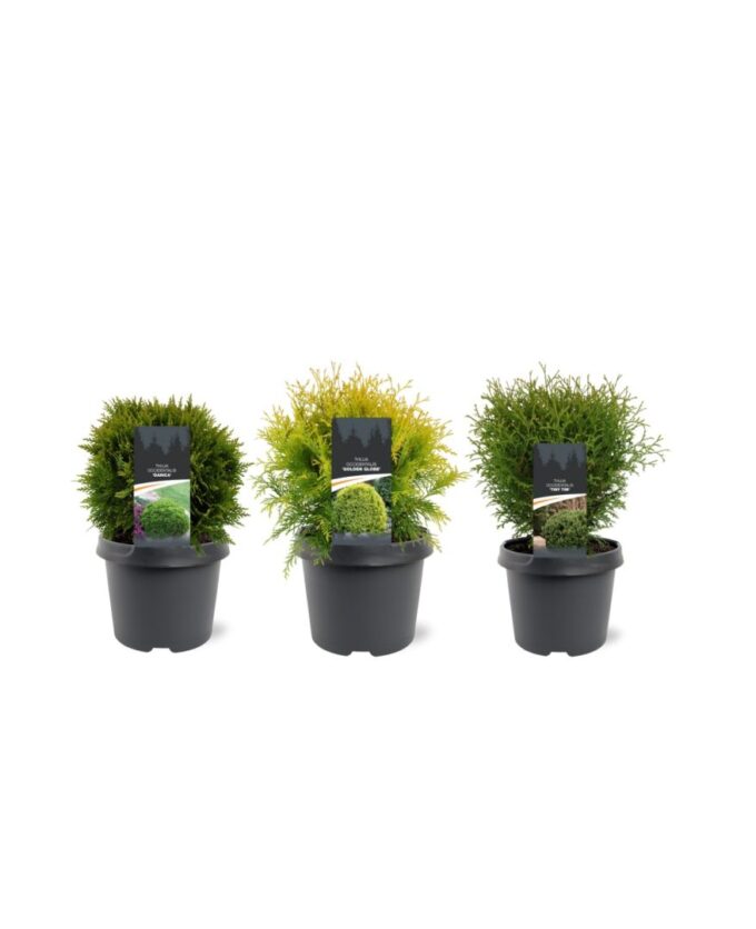 Thuja occidentalis mix bolvormig