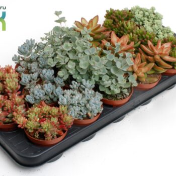 Sedum Mix