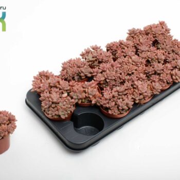 Sedum Bordeauxhart