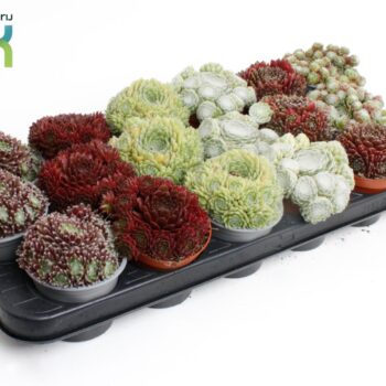 Sempervivum mix