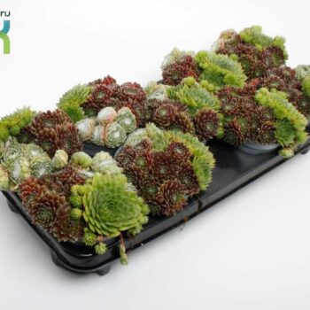 Sempervivum Mix