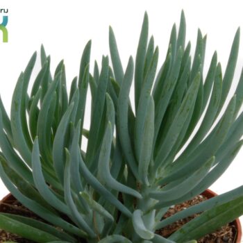 Senecio Blue