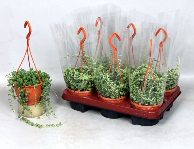 Senecio Rowleyanus