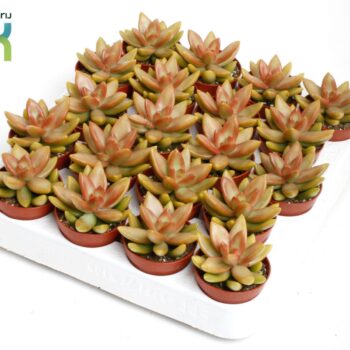 Sedum Adolphii